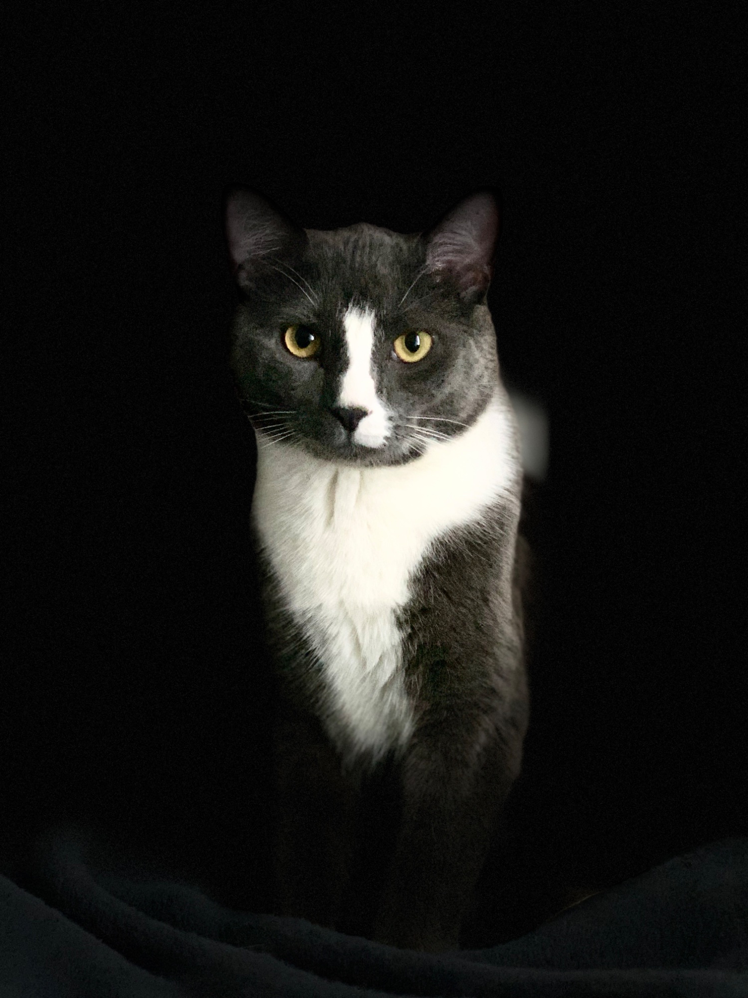 Sam — the British Shorthair × Russian Blue tuxedo cat, Chief Product Officer at CupTheCats. Grey and white with striking amber-gold eyes, seated in a dark studio looking directly at the camera with elegant composure.